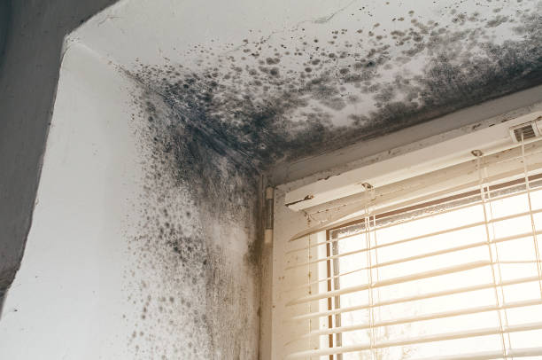 Trusted Crawl Space Mold Removal service in Libertyville, IL - Cheap Mold Removal